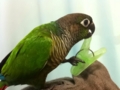 [Conure][ウロコインコ]
