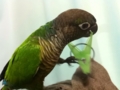 [Conure][ウロコインコ]