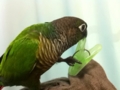 [Conure][ウロコインコ]