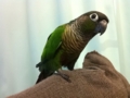 [Conure][ウロコインコ]