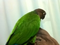 [Conure][ウロコインコ]