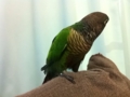 [Conure][ウロコインコ]