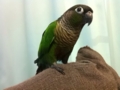 [Conure][ウロコインコ]