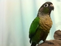 [Conure][ウロコインコ]