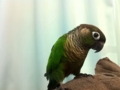 [Conure][ウロコインコ]