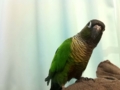 [Conure][ウロコインコ]