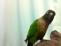 [Conure][ウロコインコ]