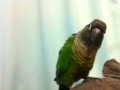 [Conure][ウロコインコ]