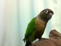 [Conure][ウロコインコ]