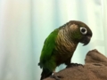 [Conure][ウロコインコ]