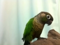 [Conure][ウロコインコ]