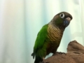 [Conure][ウロコインコ]