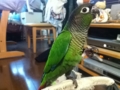 [Conure][ウロコインコ]