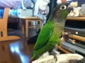 [Conure][ウロコインコ]