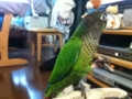 [Conure][ウロコインコ]