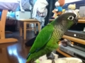 [Conure][ウロコインコ]