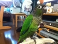 [Conure][ウロコインコ]