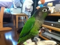 [Conure][ウロコインコ]