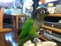 [Conure][ウロコインコ]