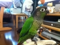 [Conure][ウロコインコ]