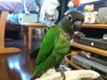 [Conure][ウロコインコ]