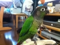 [Conure][ウロコインコ]