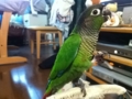 [Conure][ウロコインコ]