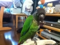 [Conure][ウロコインコ]