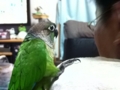 [Conure][ウロコインコ]
