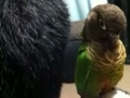 [Conure][ウロコインコ]