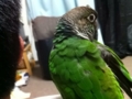 [Conure][ウロコインコ]