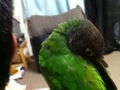 [Conure][ウロコインコ]