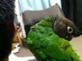 [Conure][ウロコインコ]
