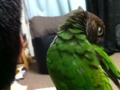 [Conure][ウロコインコ]