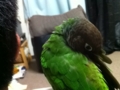 [Conure][ウロコインコ]