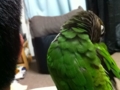 [Conure][ウロコインコ]