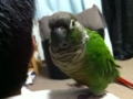 [Conure][ウロコインコ]
