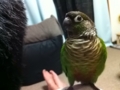 [Conure][ウロコインコ]