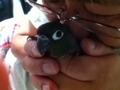 [Conure][ウロコインコ]