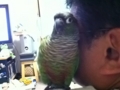 [Conure][ウロコインコ]