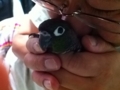 [Conure][ウロコインコ]