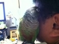 [Conure][ウロコインコ]