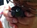 [Conure][ウロコインコ]