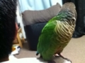 [Conure][ウロコインコ]