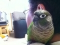 [Conure][ウロコインコ]