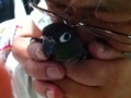 [Conure][ウロコインコ]