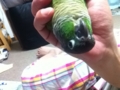 [Conure][ウロコインコ]