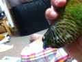 [Conure][ウロコインコ]