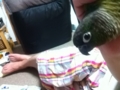 [Conure][ウロコインコ]