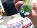 [Conure][ウロコインコ]